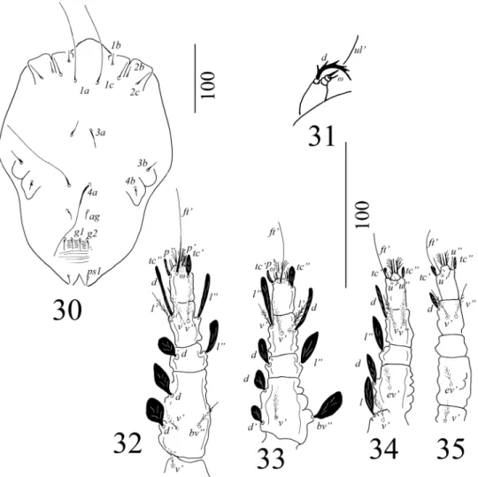 Table 3. Distinguishing characters between Tenuipalpus cheladzeae and T. szarvasensis.
