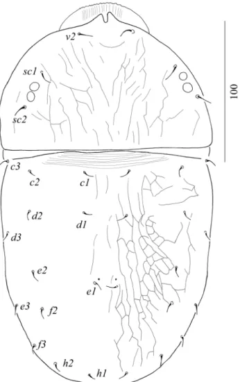 Figure 1. Dorsal view of Aegyptobia bozaii sp. n., holotype, female.