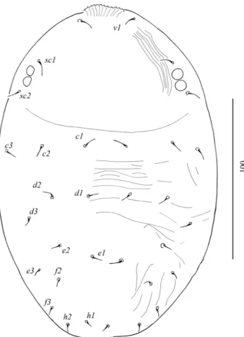 Figure 9.  Dorsal view of Aegyptobia bozaii sp. n., paratype, deutonymph.