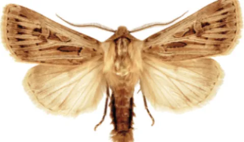 13. ábra. Az Agrotis mayrorum hím holotípusa Fig. 13. Male holotype of Agrotis mayrorum