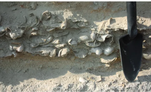 5. ábra. Pliocén Terebratula réteg a messiniai szelvényben Fig. 5. Pliocene Terebratula shell-bed in Messina section