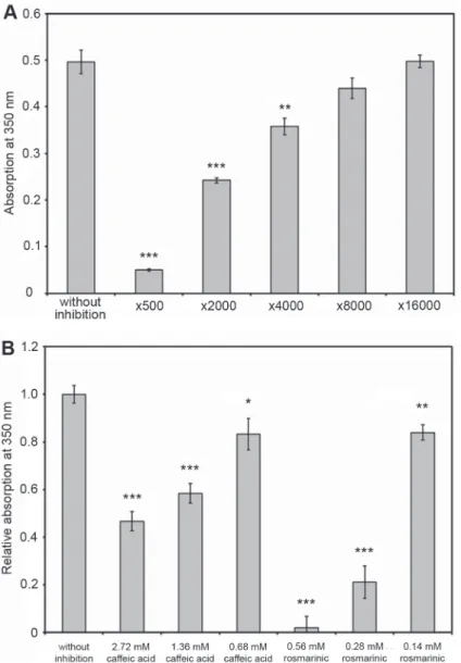 Fig. 2. Change in absorbance at 350 nm at 24 °C at pH 7.0 at 55% ethanol concentration in the presence  and absence of clove extracts (A), caffeic acid and rosmarinic acid (B) in various dilutions after 24 h  incubation