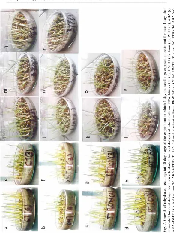 Fig. 1.Growth of rehydrated seedlings (at 10-day stage of the experiment in which 1 day old seedlings exposed to treatment for next 1 day, then  desiccated for next 4-days and then rehydrated for next 4-days) of wheat cultivar PBW 644 as CT (a), DMTU (b), 