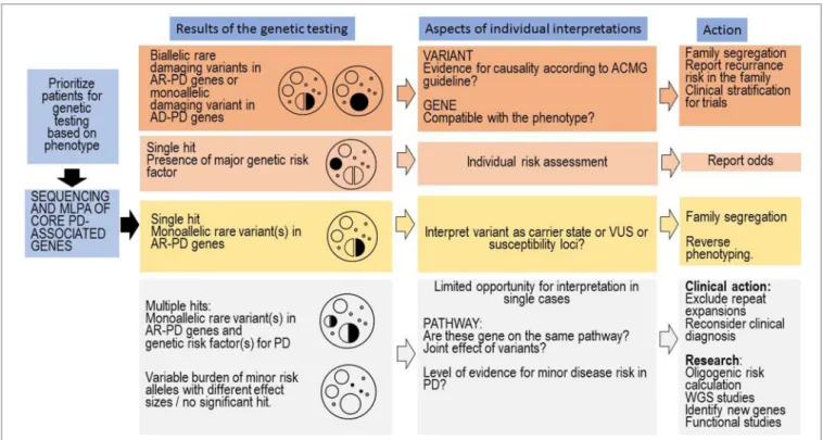 FIGURE 2 | Clinical interpretation of genetic test results and tasks associated with the genetic counselling