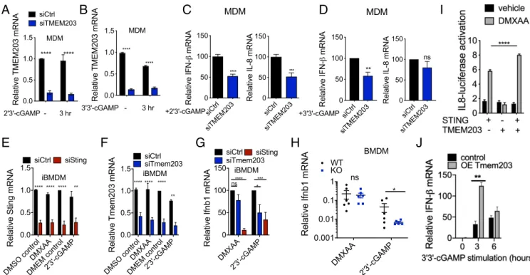 Fig. 3. TMEM203 down-regulation impairs cGAMP-induced STING-mediated type I IFN expression