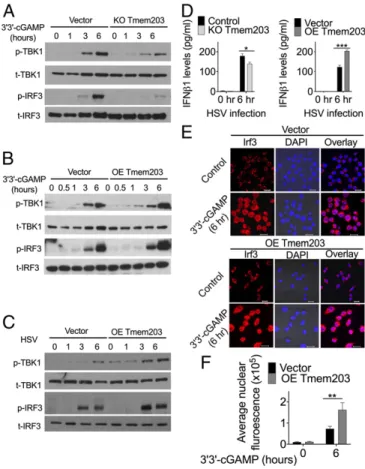 Fig. 4. TMEM203 levels regulate TBK1/IRF3 activation downstream of STING. (A) CRISPR/Cas9-mediated Tmem203 knockout results in reduced TBK1 and IRF3 phosphorylation upon STING stimulation