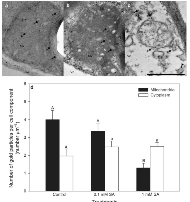 Fig. 1    Representative transmission electron micrographs (TEMs)  of mitochondria from palisade parenchyma cells of tomato leaves  exposed to 0.1 or 1 mM SA for 24 h