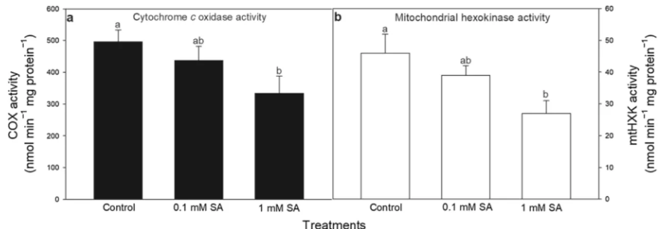 Fig. 4    Changes in the activity of cytochrome c oxidase (COX; a)  and mitochondrial hexokinases (mtHXK) in the presence of  glu-cose substrate (b) in the mitochondrial fraction of leaves of tomato 