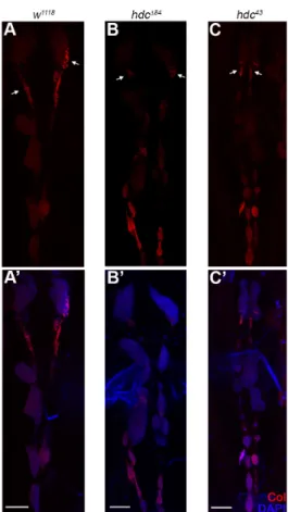 Figure 6. Integrity of the lymph gland and the PSC in hdc mutants. (A,A’) Anti-Collier staining (red)  of the lymph gland of the w 1118  control larva; (B–C’) Anti-Collier staining (red) of the lymph gland of  the hdc ∆84  (B,B’) and hdc 43  (C,C’) mutant 