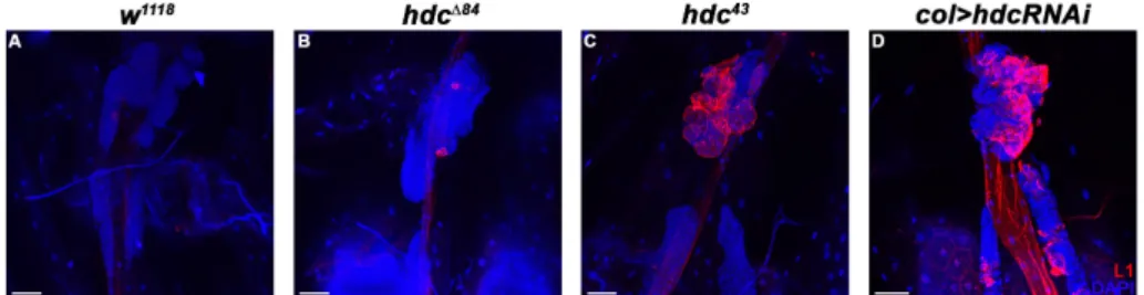 Figure 3. Lamellocyte differentiation in the lymph gland of hdc mutant and hdc silenced larvae