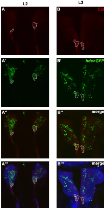 Figure 4. Overlap of hdc&gt;GFP and Collier expression in the posterior signaling center (PSC) of the  lymph gland