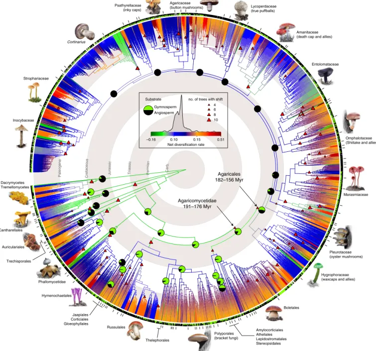 Fig. 1 | Phylogenetic relationships and diversification across 5,284 mushroom-forming fungi