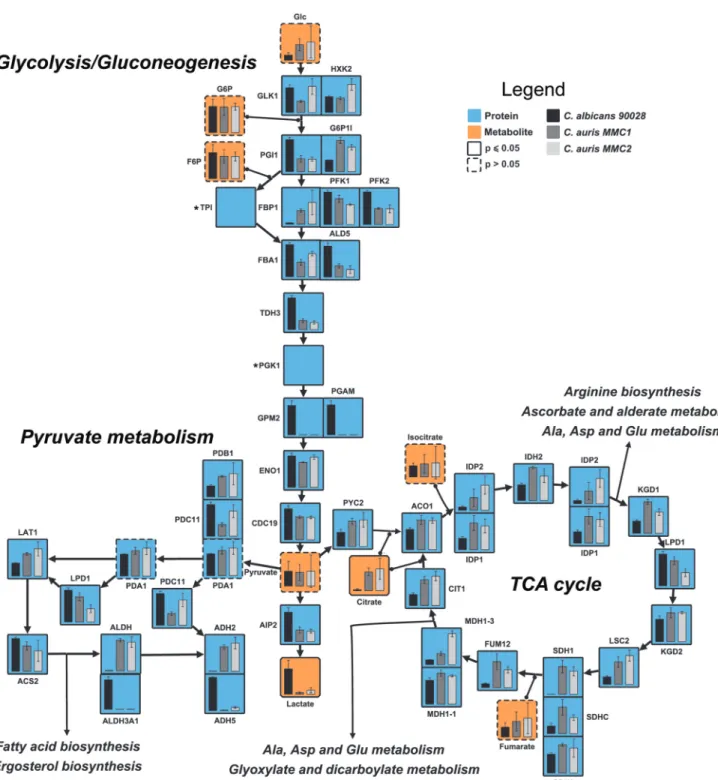 FIG 2 Central carbon metabolism of C. auris and C. albicans. The ﬁgure shows the relative abundance of proteins (blue boxes) and the production of metabolites (orange boxes) involved in the central carbon metabolism in both C