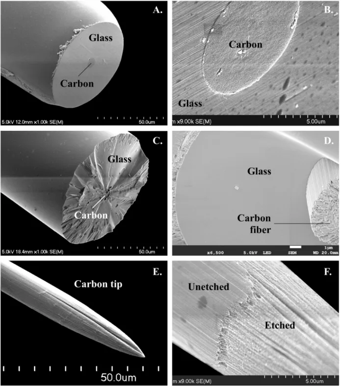 Fig 2. Scanning electron micrographs showing tip structure of micro-optrodes. (A, B) View of a ground tip demonstrating the center position carbon disk surrounded by an annulus of glass