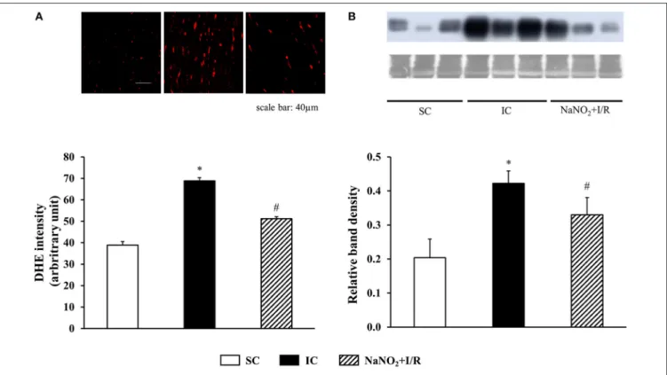 FIGURE 5 | The effect of sodium nitrite administration on ischaemia and reperfusion-induced (A) superoxide and (B) 3-nitrotyrosine (3-NT) productions, The superoxide production was determined in 5 sham control (SC), ischaemic control (IC) and nitrite treat
