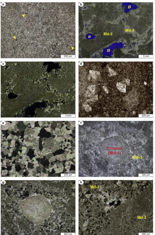 Fig. 5. Thin section photomicrographs of fabric-destructive dolomite textures. a) Very ﬁ nely to ﬁ nely crystalline planar-s type Md-1 dolomite
