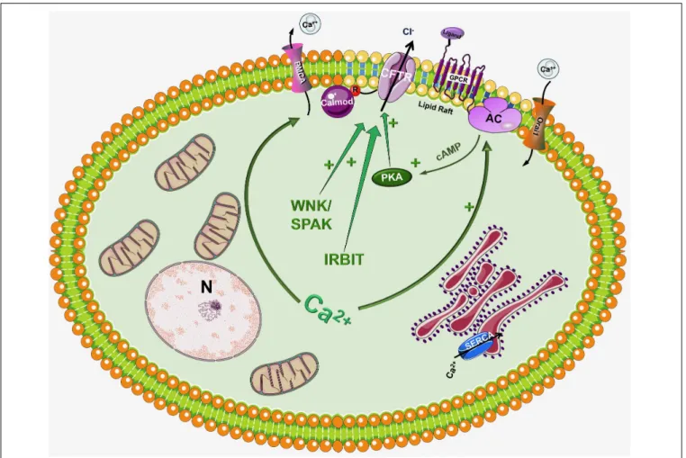 FIGURE 2 | Regulation of CFTR by the intracellular Ca 2 + . Although CFTR is mainly considered as a cAMP regulated ion channel, several observations suggest that the intracellular Ca 2+ can regulate CFTR activity by a complex mechanism