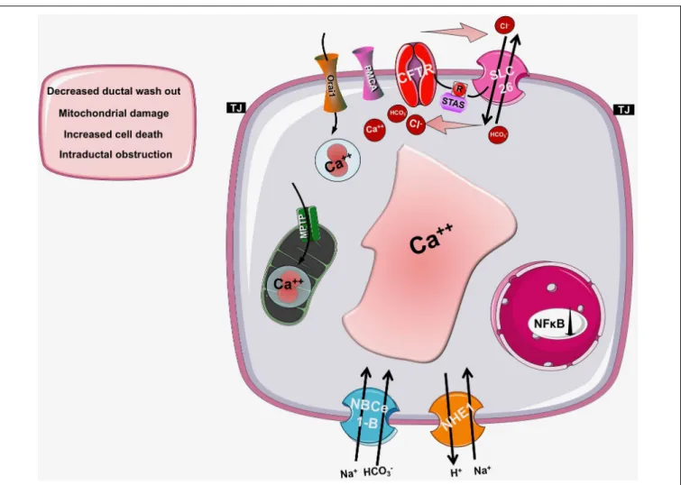 FIGURE 4 | The role of CFTR in pancreatic diseases. In cystic fibrosis, acute or chronic pancreatitis the function of CFTR is impaired and/or its expression is decreased leading to insufficient bicarbonate and fluid secretion and a consequent drop in the i