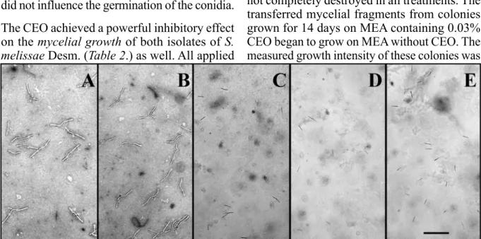 Figure 1. Inhibition of the germination of conidia by cinnamon essential oil (CEO) (Legends: Surface of the media  in the following treatments: A – control; B – Silwet Star 0.02%; C – CEO 0.03%; D – CEO 0.1%; E – CEO 0.3%