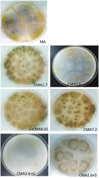 Fig. 2. Growth and development of Aspergillus flavus NRRL11611 on different surface cultures:  