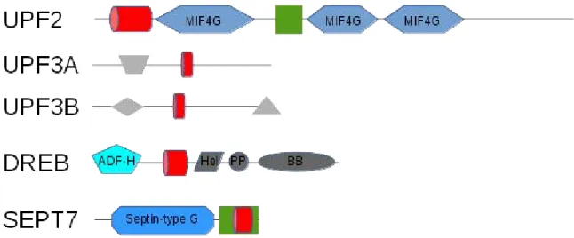 Figure 2. Schematic composition of selected SAH-containing proteins Red cylinders represent SAH segments, other UniProt-annotated domains are depicted with blue shapes, other regions with grey shapes