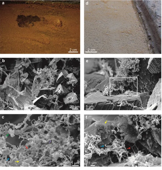 Fig. 10 The reddish-brown, amorphous precipitate at 8 m (a) on site, (b) (c) in SEM images; 