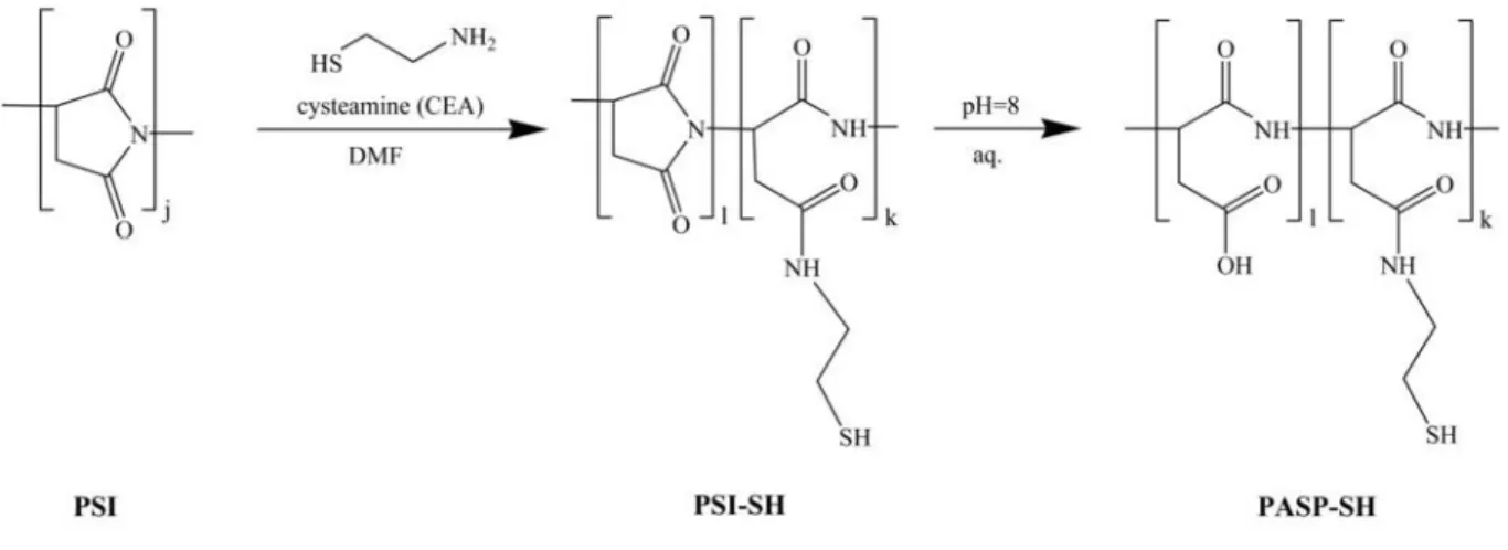 Fig. 1 Synthesis of thiolated poly(aspartic acid) (PASP-SH) by the modification of polysuccinimide (PSI) with cysteamine followed by the hydrolysis of PSI-SH
