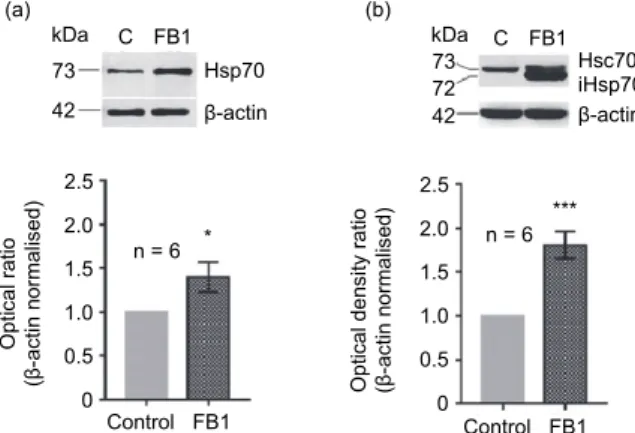 Fig. 1. Changes of Hsp70 protein expression induced by fumonisin B 1  treatment. The pictures  above the diagrams represent the characteristic electrophoretic profiles of proteins isolated from the 