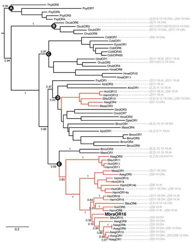 Fig. 3.  Maximum likelihood tree of Lepidopteran candidate pheromone receptors. The phylogenetic tree was constructed using the MbraOR16 sequence  identified in this study and pheromone receptor sequences identified in Agrotis segetum (Aseg) (Zhang and Löf