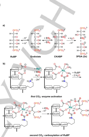 Figure  1.  CO 2   fixation  by  RuBisCO.  a)  Reaction  cascade  observed  in  the  enzymatic  carboxylation  of  ribulose-bisphosphate  (RuBP)  by  RuBisCO;  b)  Schematic  representation  of  the  active  center  during  enzyme  activation,  substrate  