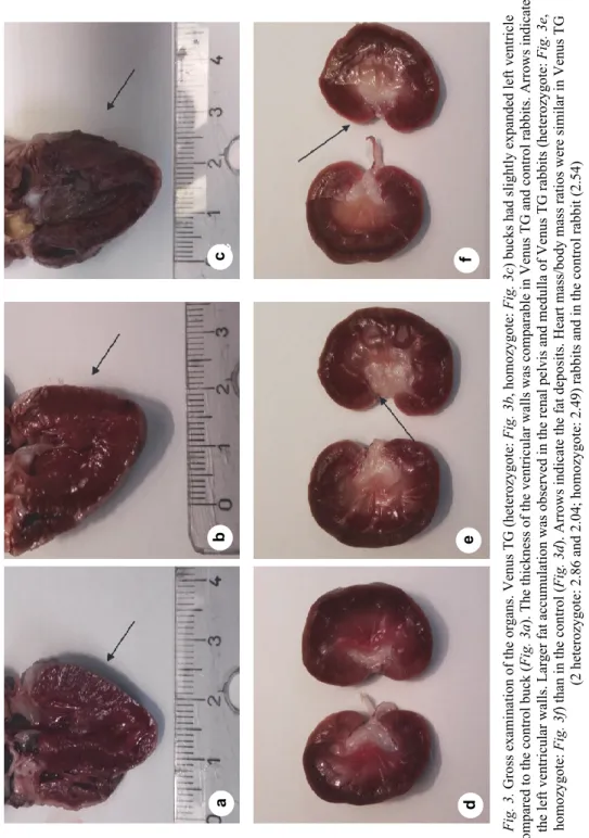 Fig. 3. Gross examination of the organs. Venus TG (heterozygote: Fig. 3b, homozygote: Fig