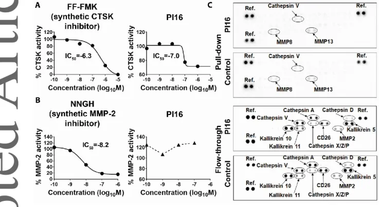 Fig. 8. Testing  human  PI16  as  an  inhibitor  of  human  matrix  metalloprotease-2,  cathepsin  K,  and  other skin proteases involved in skin homeostasis and cutaneous inflammation