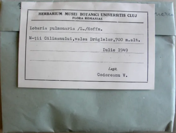 Fig. 4. Label of the Lobaria pulmonaria specimen collected by V. Codoreanu in 1949 (CL).