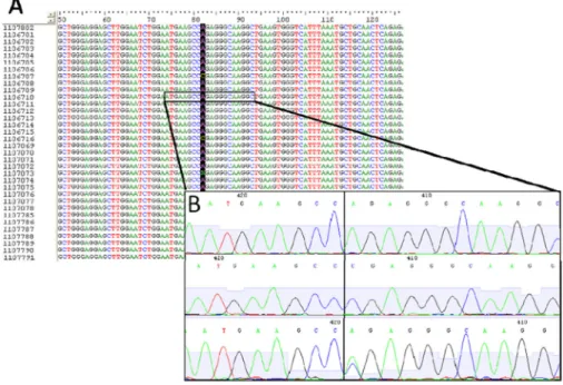 Figure 2. Sequencing of the −98 site