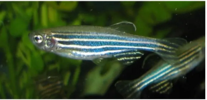Figure 1. Zebrafish (Danio rerio)  (https://en.wikipedia.org/wiki/Zebrafish) 