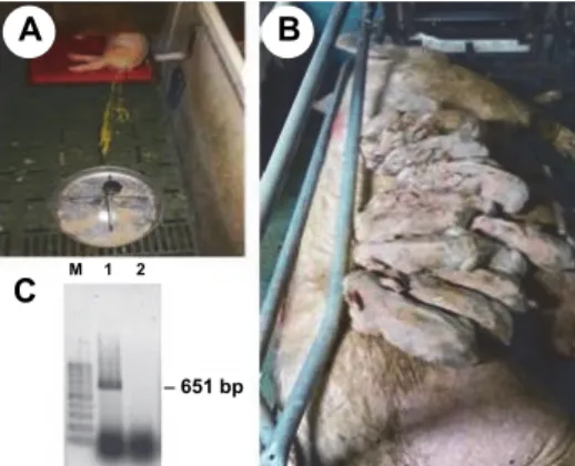 Fig. 1. Clinical manifestation of swine enteric coronavirus (SeCoV) infection in pigs