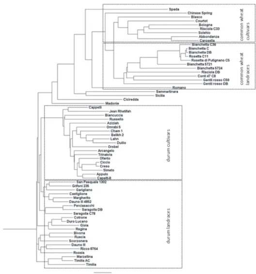 Figure 2. Phylogenetic tree obtained by Neighbor-Join method in wheat collection, including landraces and  cultivars