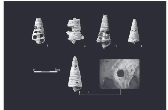 Fig. 9. Mogyorósbánya III. Ornamented Tympanotonos shells. Refit groups 4–7 (1–4) and manufactured piece (5) 