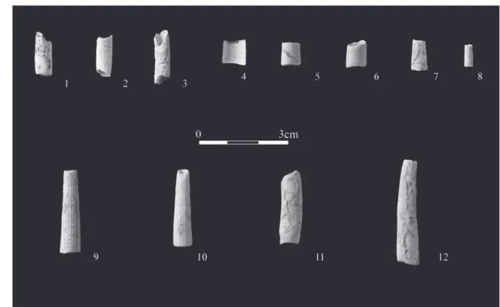 Fig. 5. Mogyorósbánya. Tubular fossils from the excavations (worm tube: 1–3; Dentalium: 4–9, 12; Vermetus: 11) from settlement spot II (9)  and III (1–8, 12) and from the surface (11)