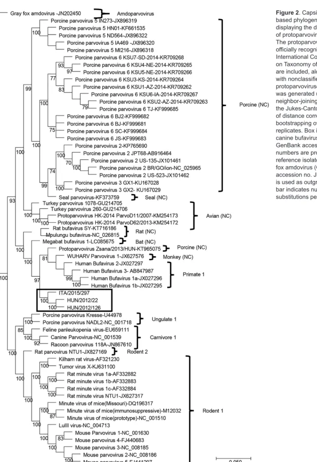 Figure 2. Capsid- Capsid-based phylogenetic tree  displaying the diversity  of protoparvoviruses
