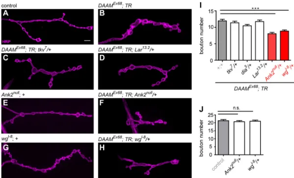 Fig. 6. wg and Ank2 exhibit a dominant genetic interaction with DAAM. NMJs of control (w 1118 ) (A) and mutant L3 larvae of the genotypes indicated (B-H) stained with anti-HRP