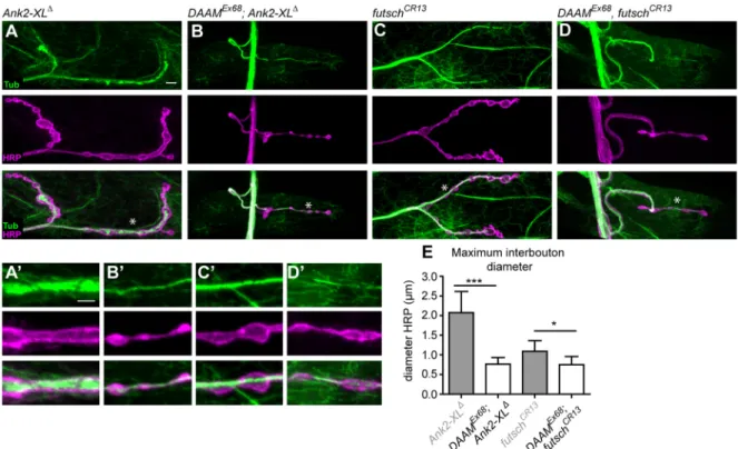 Fig. 7. Genetic epistasis analysis of DAAM with Ank2 and futsch. (A-D) MT organization in NMJs of Ank2-XL Δ (A), DAAM Ex68 ; Ank2-XL Δ (B), futsch CR13 (C) and DAAM Ex68 , futsch CR13 (D) mutant larvae visualized by anti-Tubulin and anti-HRP staining