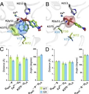Fig. 6. Substrate repositioning induced by T50A and M72V in PAS G9 . Rep- Rep-resentative stationary points from MD simulation for (A) phosphonate 2a and (B) sulfate 1a GS binding in PAS WT and PAS G9 