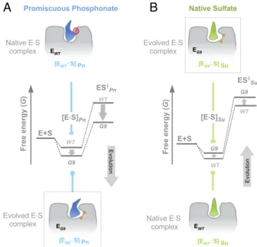 Fig. 7 illustrates a scenario where free-energy changes in evolution led to unlocking a previously disfavored (or  in-accessible) binding orientation in the active site: The  pro-miscuous substrate forms a Michaelis complex with the enzyme that is high in 
