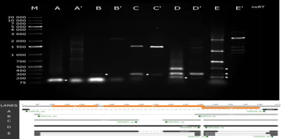 Fig. 2. Novel splice variants and transcripts of the PERV-Szeged clones. 1% agarose gel  electrophoresis of the novel splice variants and new transcripts of the PERV-Szeged clones