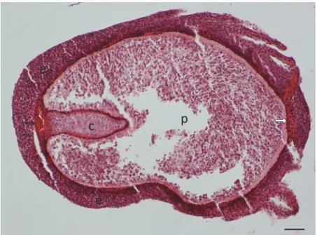 Fig. 3. Myxobolus rutili infection in a roach. A more developed plasmodium (p) filled by   sporogonic stages occupies a large part of the filament