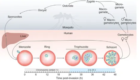 Fig. 1. The life cycle of Plasmodium falciparum. Stages within the mosquito vector and inside the human host are on light gray or coral background,