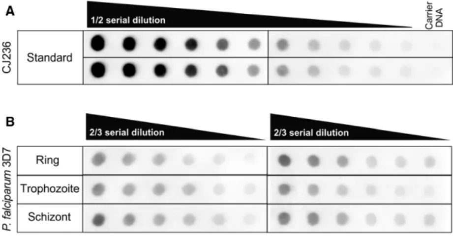 Fig. 2. Dot-blot assays for measuring genomic uracil levels of the different developmental stages of Plasmodium falciparum parasites