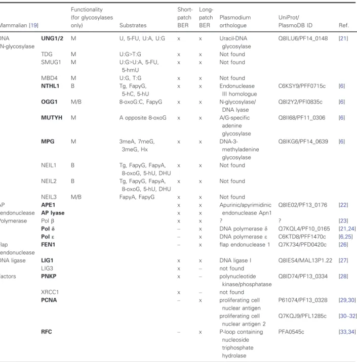 Table 1. Comparison of the mammalian and Plasmodium falciparum BER protein sets and their involvement in short-patch versus long- long-patch BER (cf ‘x’ marks)