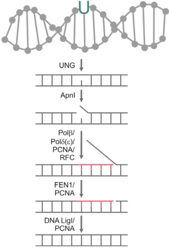 Fig. 3. A possible uracil-DNA repair mechanism of Plasmodium falciparum via long-patch BER, based on the analysis of BER enzyme sets.